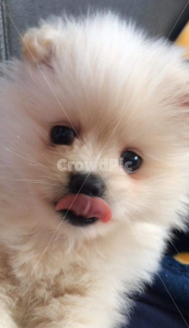 강아지,애견,가족,메롱,응시,웃음,동물,animal,포유류,mammal,개,강아지,dog,doggy