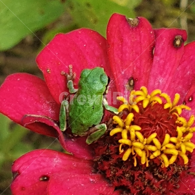 청개구리,개구리,백일홍,꽃,파충류,귀여운,flog,식물,자연,plants,nature,꽃,flower,파충류,양서류,reptile,amphibian