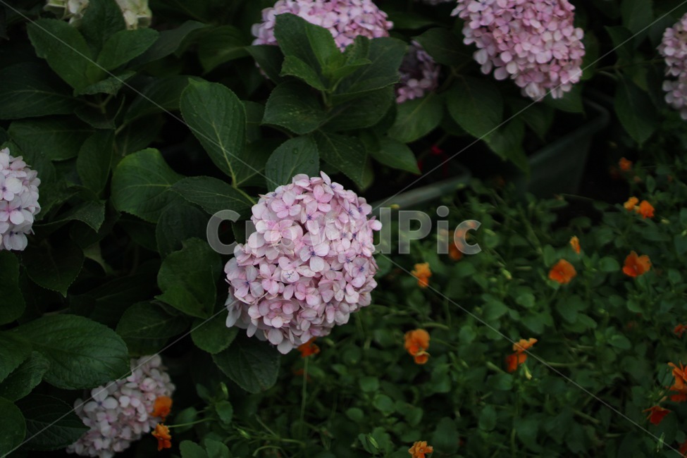 수국,꽃,여름,계절,flowers,season,자연,풍경,summer,hydrangea,pink,식물,자연,plants,nature,꽃,flower