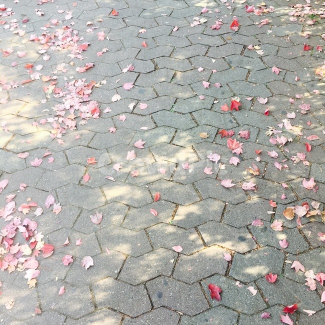 낙엽,가을,길바닥,가을철,떨어진낙엽,공원