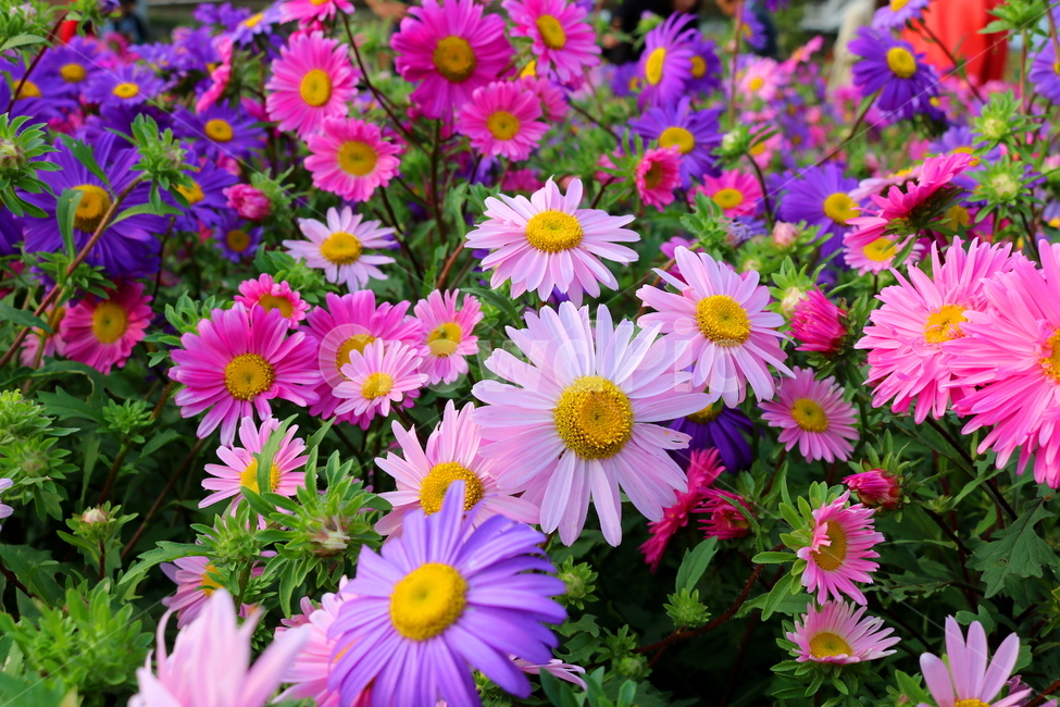 꽃,과꽃,국화과,식물,자연,취국,벽남국,추모란,식물,자연,plants,nature,꽃,flower