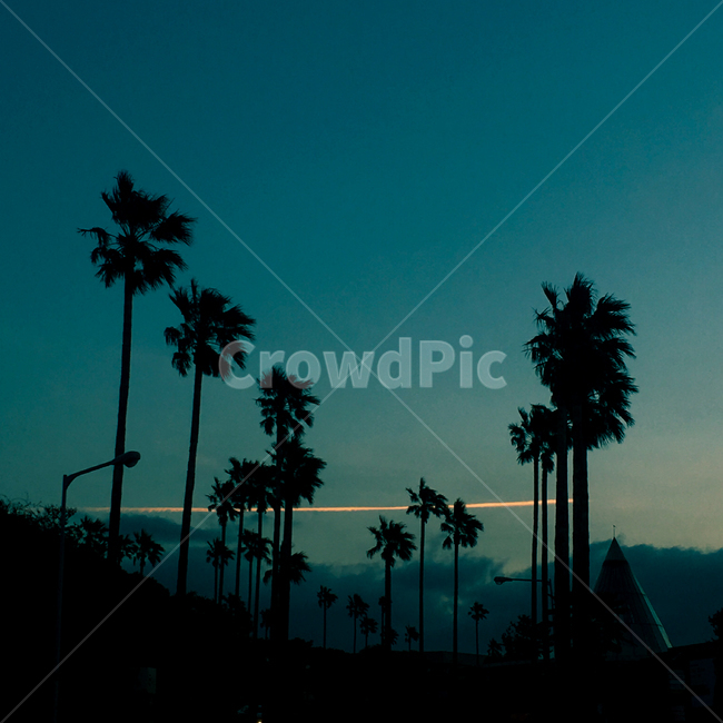 제주도,야자수,아침하늘,일출,palmtree,자연,풍경,nature,landscape,tree,나무,palm tree,plant,식물