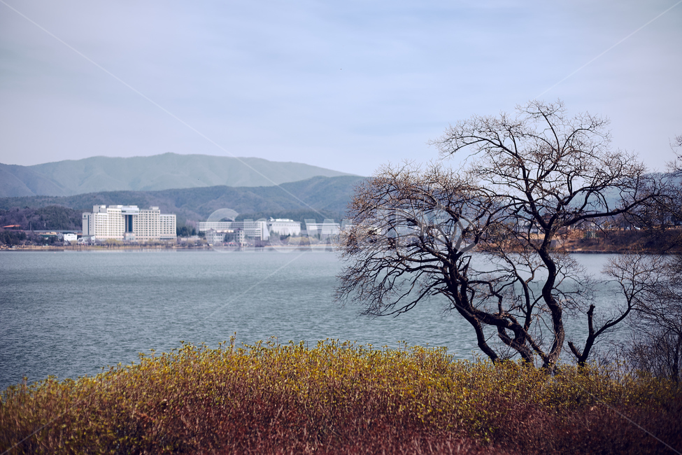 보문호,호수,경주,나무,보문단지,인공호수