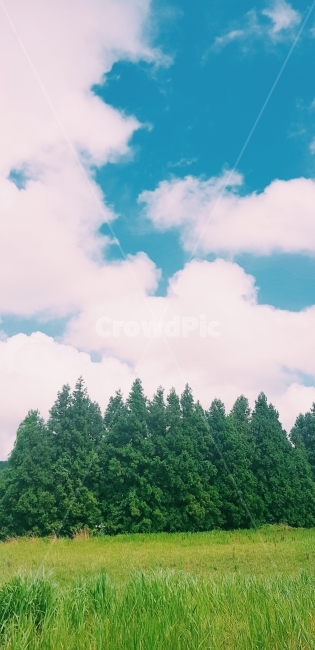 하늘,뭉게구름,초원,푸르름,나무,자연,풍경,nature,landscape,색깔,색상,색채,색감,color sense,color sensitivity,feeling of color,tree,plant,식물,fir,전나무