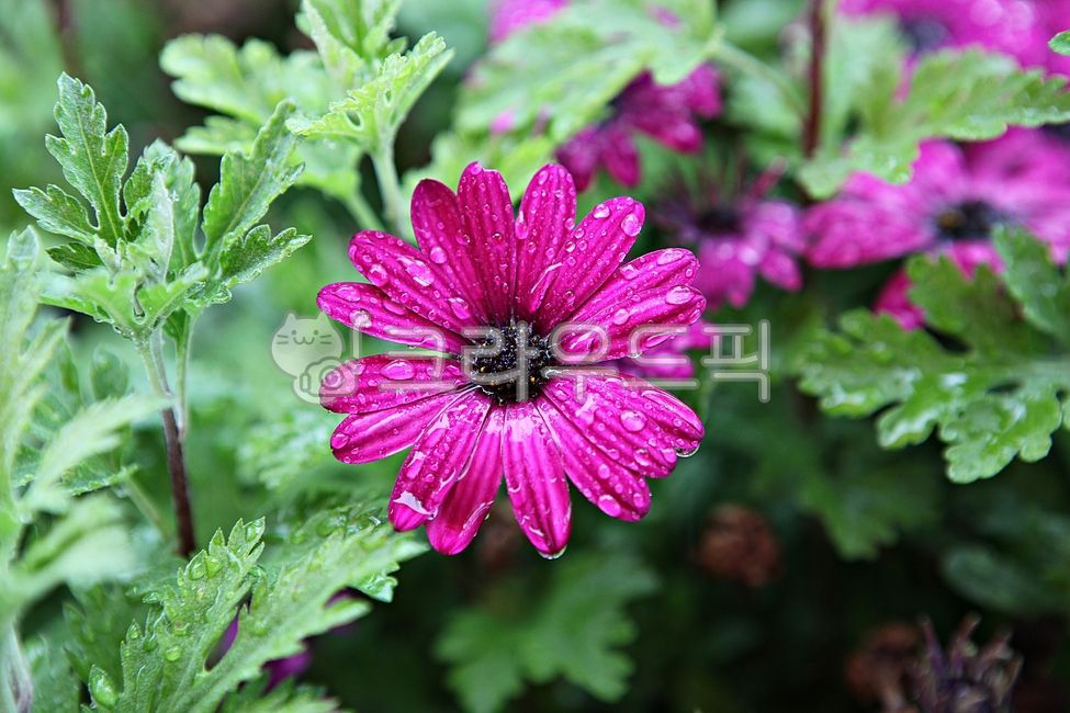 국화,국화꽃,봄꽃,꽃잎,식물,자연,공원