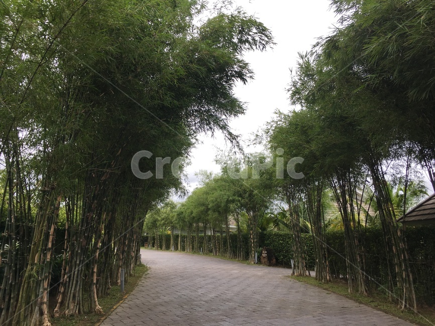 garden,정원,outdoors,나무,tree,나무,trees,wood