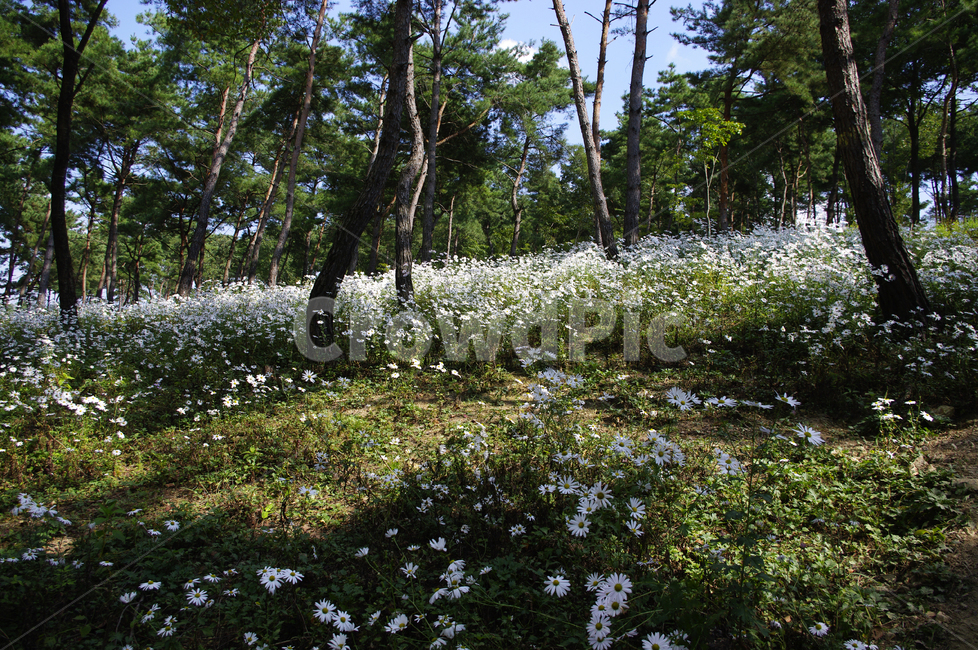 나무,숲,구절초,꽃,풍경,식물,flower,tree,plant