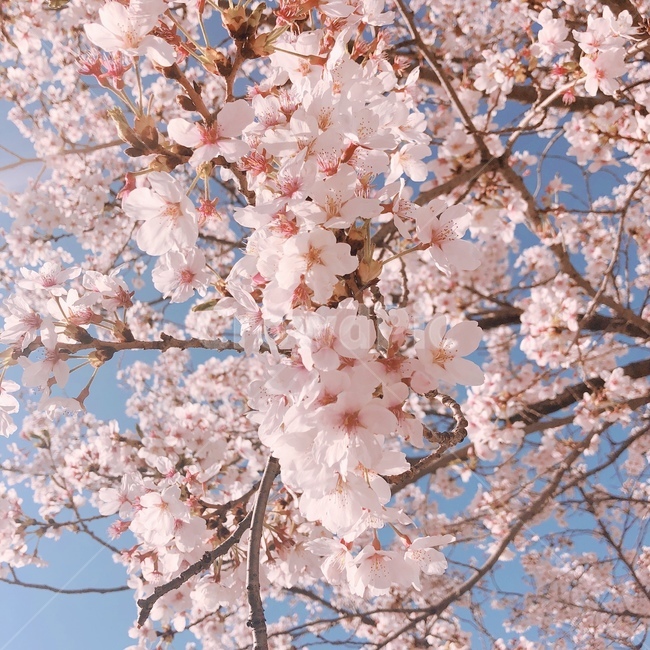 벚꽃,꽃,핑크,벚나무,봄,나무,자연,spring,cherryblossom,season,꽃송이