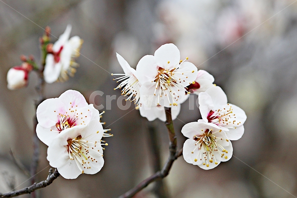 살구꽃,꽃,살구나무,자연,배경,봄,계절,spring,season,식물,자연,plants,nature,꽃,flower,plant