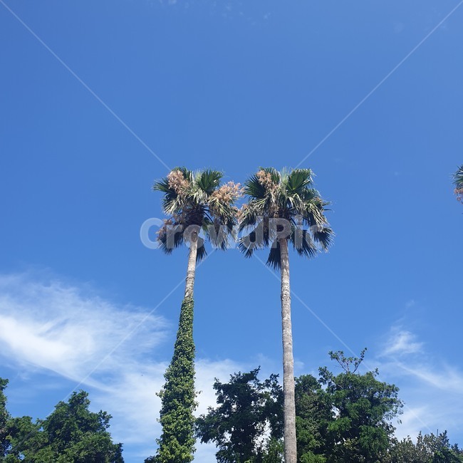 tree,나무,plant,식물,arecaceae,palmtree,야자수,하늘
