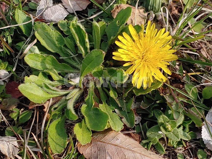 plant,식물,봄나들이,봄,들꽃,민들레
