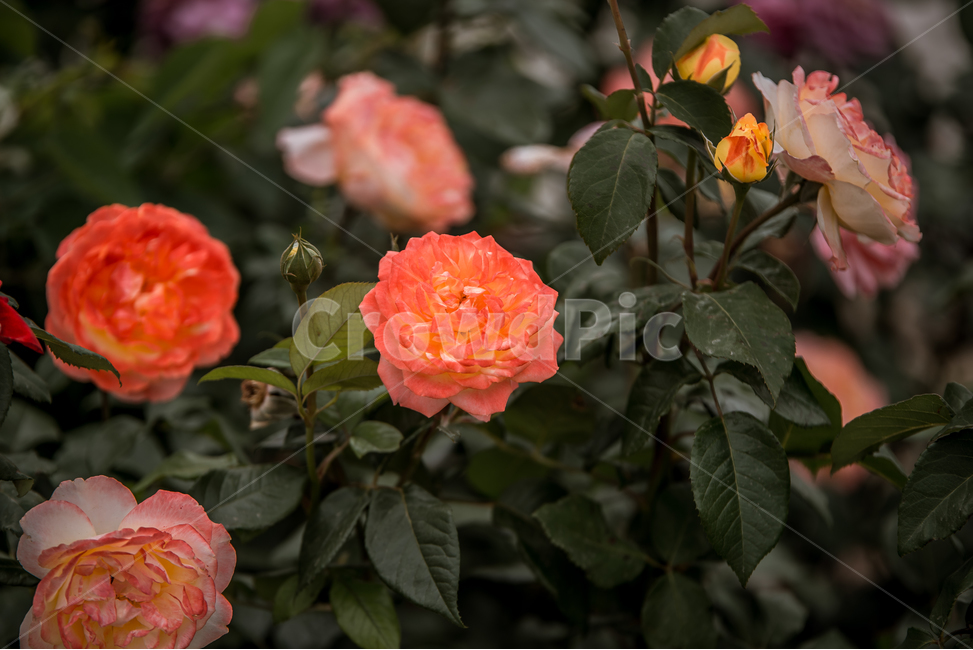 꽃,장미,flower,식물,장미꽃,식물,자연,plants,nature,꽃,flower