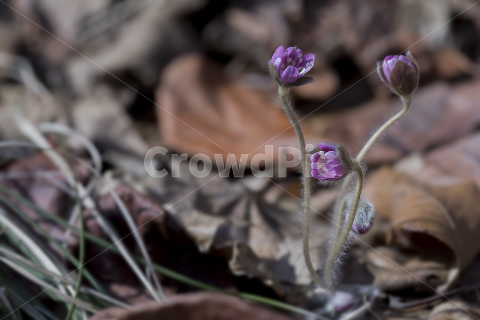 노루귀,Hepatica,신뢰,자신감,인내,confidence,수리산,구봉산,화야산,봄꽃,식물,자연,plants,nature,꽃,flower