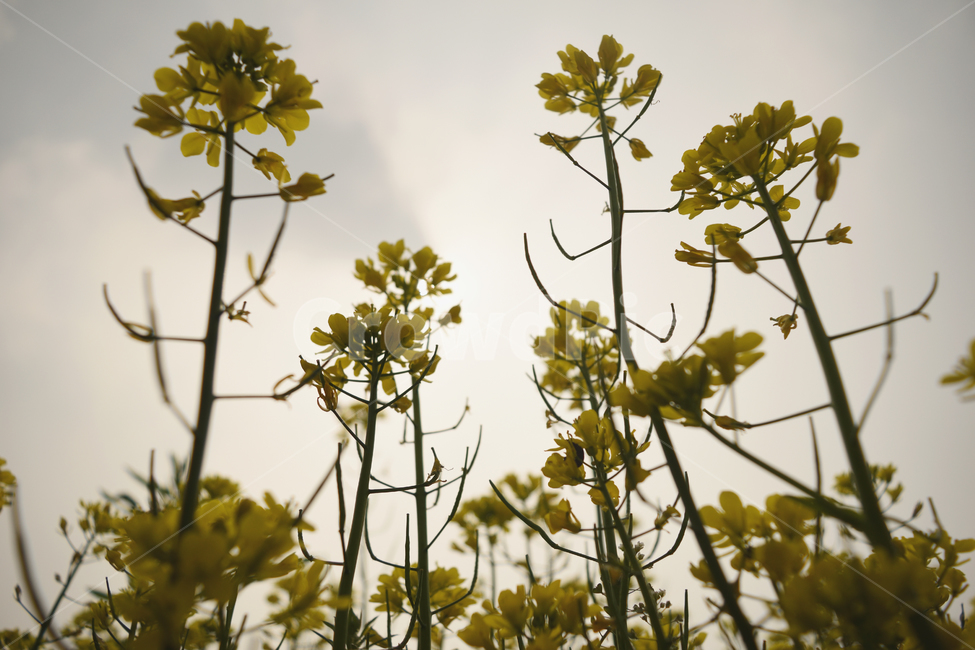 유채꽃,꽃,역광,접사,flower,식물,자연,plants,nature,꽃,flower