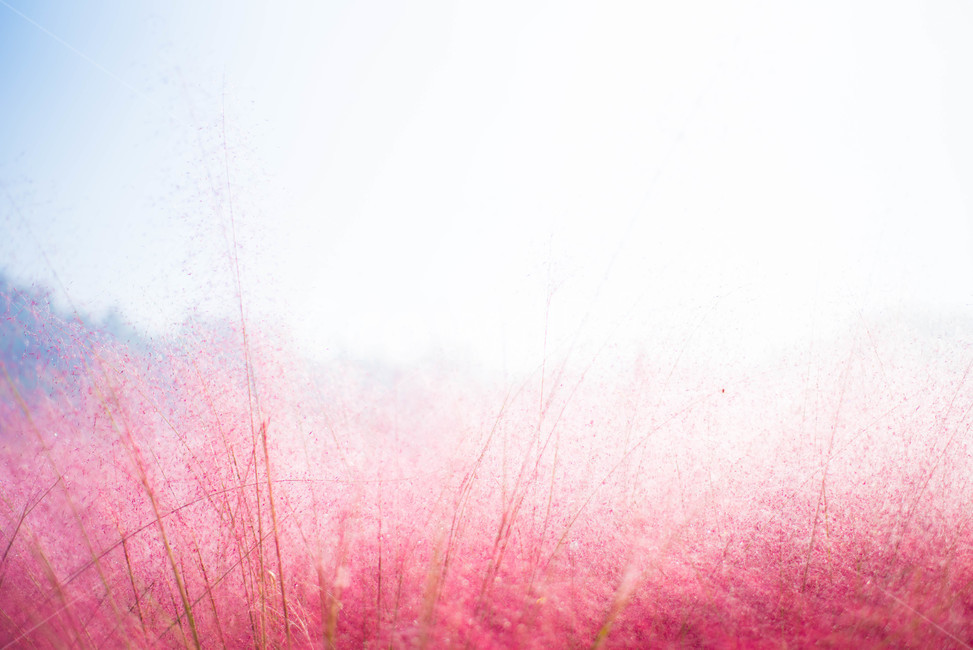핑크뮬리,꽃,분홍꽃,갈대,핑크갈대,가을,계절,fall,autumn,season