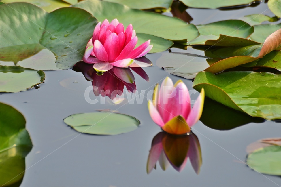 blossom,plant,식물,flower,꽃,수련,연꽃,반영,연못,연잎,연꽃잎,수생식물,수중식물