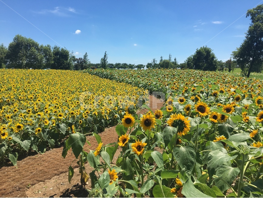 해바라기,해바리기꽃,꽃,노란꽃,풍경,순천,순천만정원,국내풍경,sunflower,하늘,파란하늘,노란색,자연,풍경,nature,landscape,plant,식물