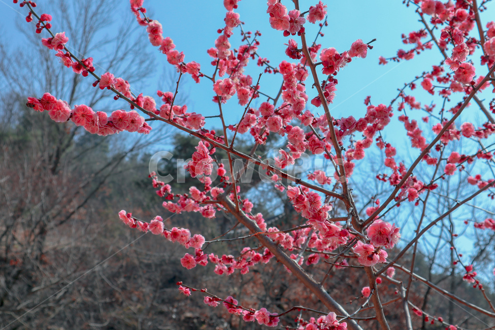봄,spring,매화,홍매화,매화꽃,매화나무,plum,blossom,핑크,pink,식물,plant,꽃,flower