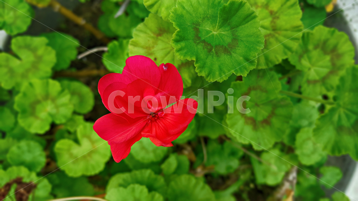 꽃,붉은꽃,정원,화초,식물,blossom,plant,geranium,제라늄,flower,식물,자연,plants,nature,꽃,flower