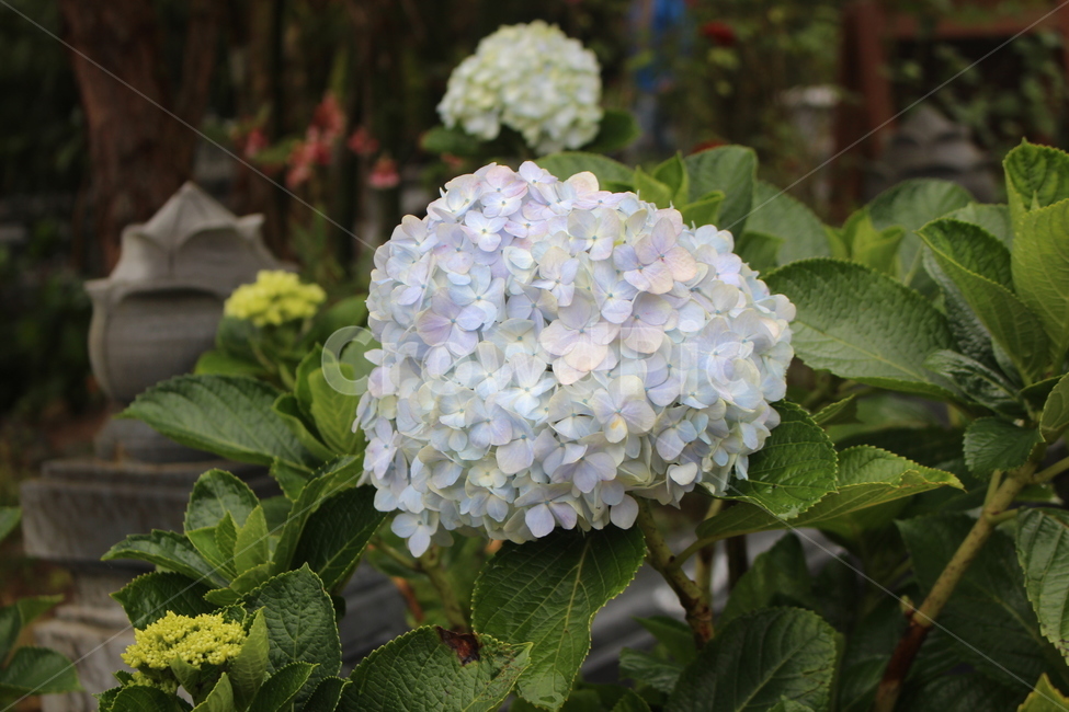 풍성한꽃,아름다운꽃,수국,보라색,보라빛,식물,자연,plants,nature,꽃,flower