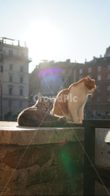 휴일,로마,평온,고양이,길고양이,길냥이,유럽,이탈리아,italia,roma,italy,europe,cat,cats,peace,평화,따뜻함,여유,동물,holiday,포유류,pet,animal,햇빛,따스함,애완동물,rome,일광욕,동물,animal,포유류,mammal,고양이,cat,kitten,kitty