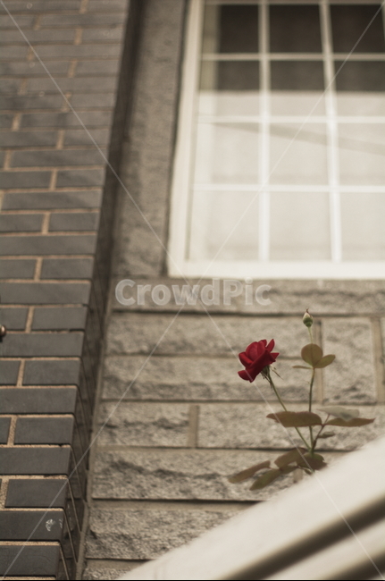 창가,장미,흐린날,벽돌벽,계단,난간,반사,창문,rose,plant,식물,flower,꽃