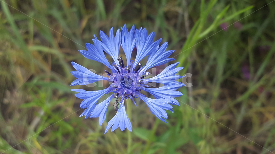 수레국화,봄꽃,야생화,꽃,봄,flower