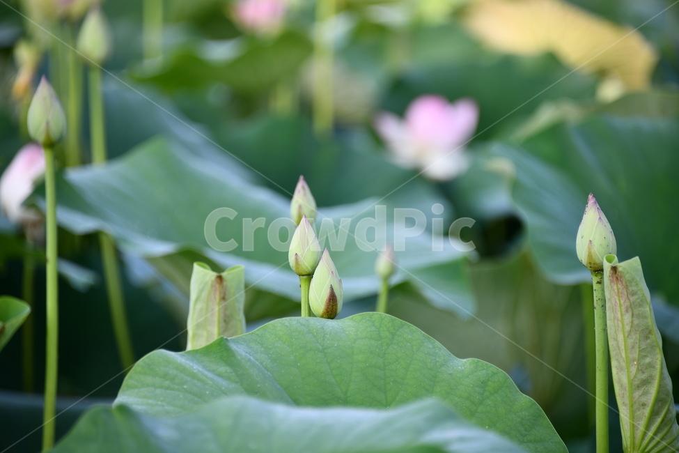 연곷,꽃,접사,연꽃밭,식물,자연,plants,nature,flower,분홍색,핑크색,연잎