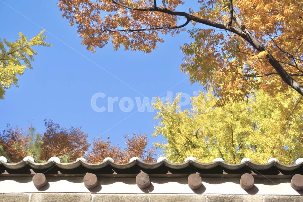 가을,fall,나무,단풍,하늘,식물,tree,plant,가을하늘,은행나무,덕수궁돌담길,돌담길
