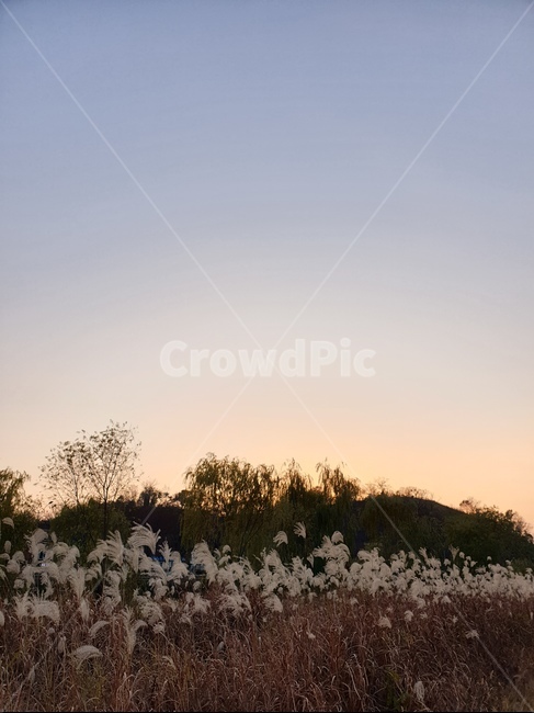 하늘,노을,석양,자연,억새,풍경,나무,풀,sky,sunset,nature,landscape,flamegrass,grass,가을,계절,fall,autumn,season,자연,풍경,nature,landscape,plant,식물,blossom,꽃,flower