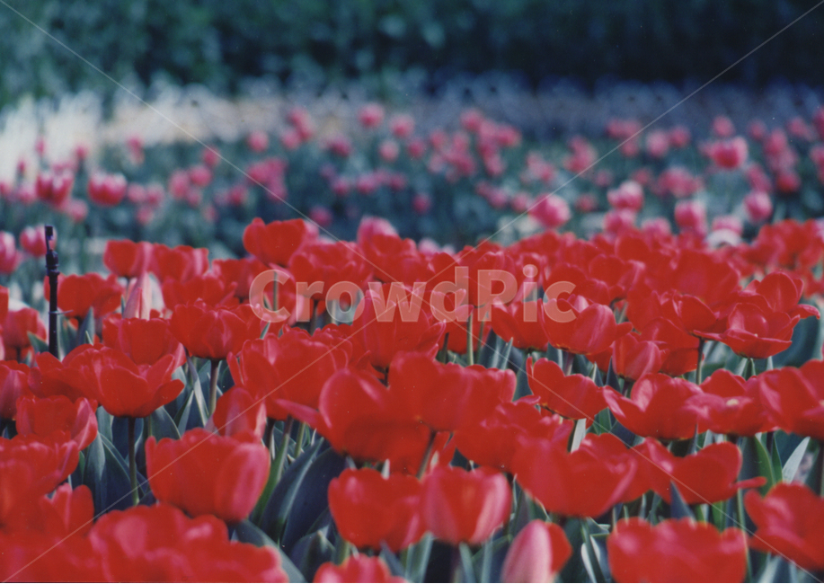 꽃,식물,튤립,꽃밭,plant,blossom,fiower,tulip,자연,아웃포커스,감성,식물,자연,plants,nature