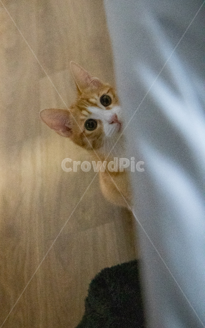 고양이,아깽이,아기고양이,치즈고양이,치즈태비,코리안숏헤어,집고양이,반려묘,반려동물,동물,animal,포유류,mammal,고양이,cat,kitten,kitty