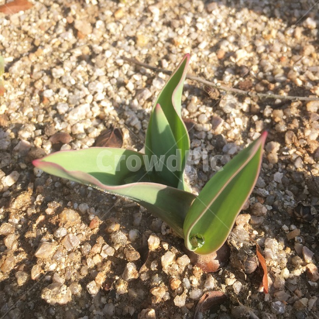 식물,화단,새싹,튤립새싹,튤립,봄,계절,spring,season,식물,자연,plants,nature,plant