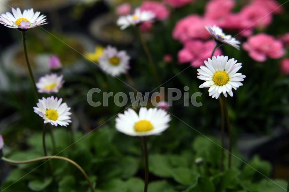 식물,꽃,감성사진,자연,flower,꽃사진,봄,봄꽃,계절,감성,4월,spring,힐링,자연풍경,풍경,봄,계절,spring,season,식물,자연,plants,nature,꽃,flower,plant,blossom,daisy,데이지,daisies