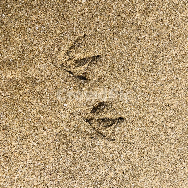 모래사장,새,발자국,bird,footprint,귀여운,해변,바다,beach,sea