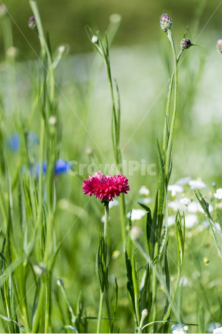수레국화,국화,매크로,수레국화꽃,cornflower,식물,자연,plants,nature,꽃,flower