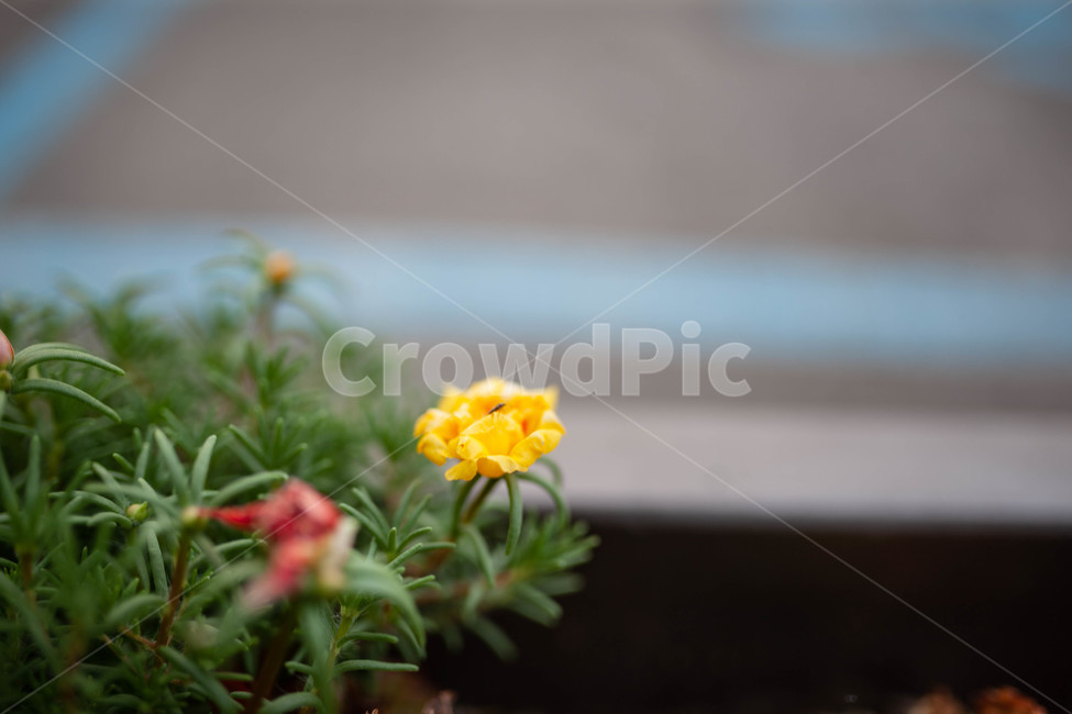 꽃,화단,flowers,식물,botanical,식물,자연,plants,nature,꽃,flower