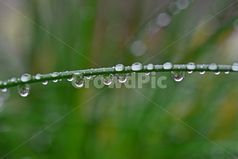 이슬,풀잎이슬,물방울,dew,dewdrop,h2o,수분,습기,영롱한,맺히다,비오는날,투명한,droplet,작은물방울,배경,바탕,백그라운드,식물,자연,plants,nature