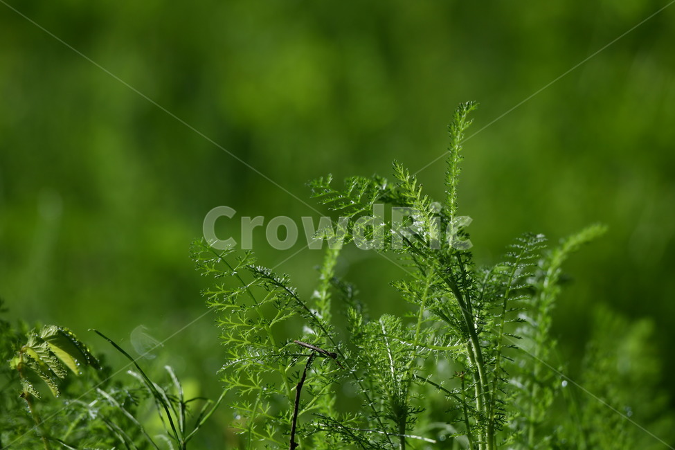 식물,감성사진,이슬,이슬꽃,자연풍경,봄,아침이슬,5월,고사리,고비,식물,자연,plants,nature