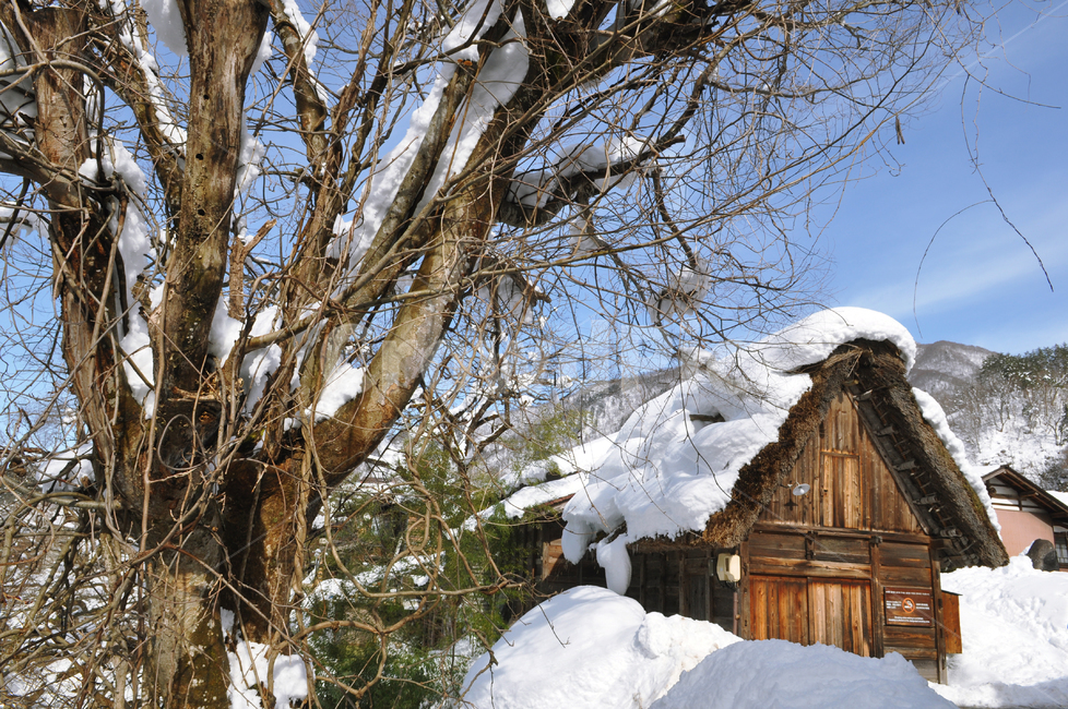 시라카와고,일본,전통가옥,함박눈,겨울,겨울,계절,winter,season,해외,외국,세계,foreign,oversea,world,건축물,건물외관,exterior,building,structure,architecture,construction
