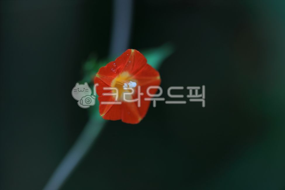 flower,plant,꽃,유홍초,둥근잎유홍초,야생화