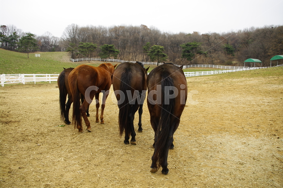 말,목장,울타리,동물,종마,말목장,동물,animal,포유류,mammal,산업,industry,industrial,목축업,목장,livestock farming,ranching,pasture