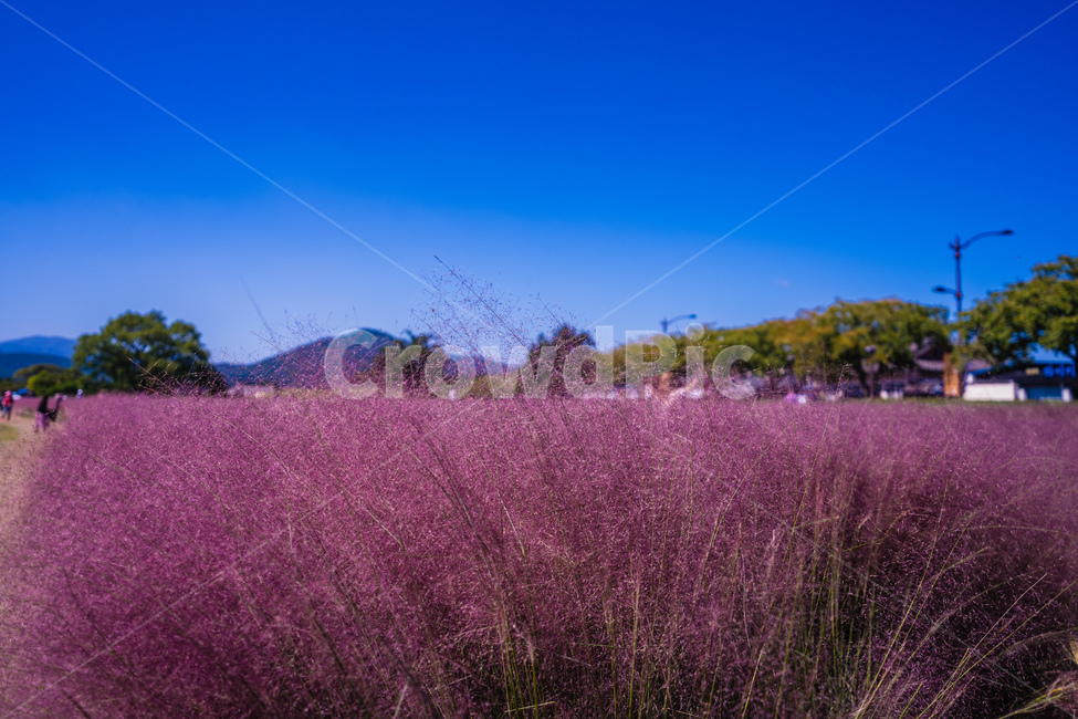 plant,식물,여름,가을,계절,자연,꽃,flower,가을,계절,fall,autumn,season