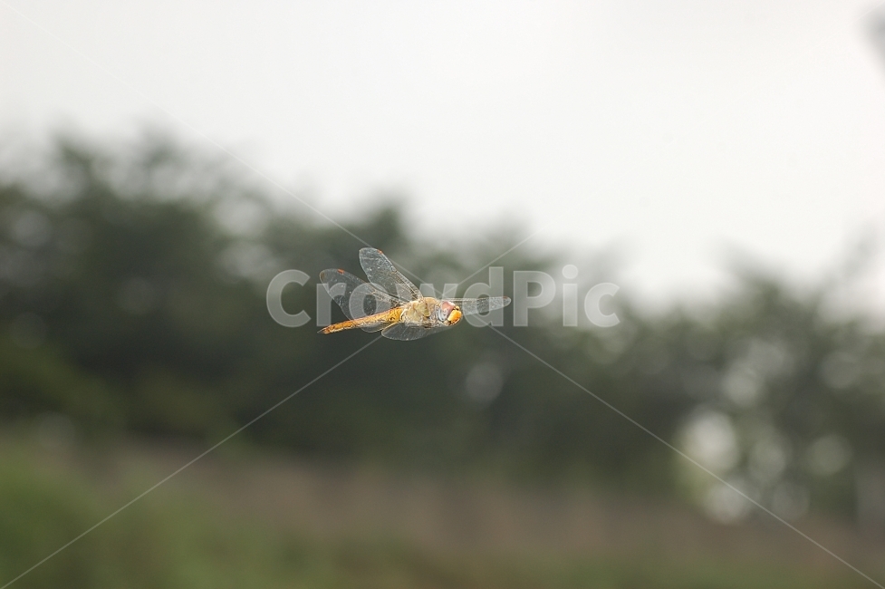 자연,곤충,잠자리,비행,호버링,근접촬영,접사,nature,flying,동물,animal,곤충,벌레,insect,bug