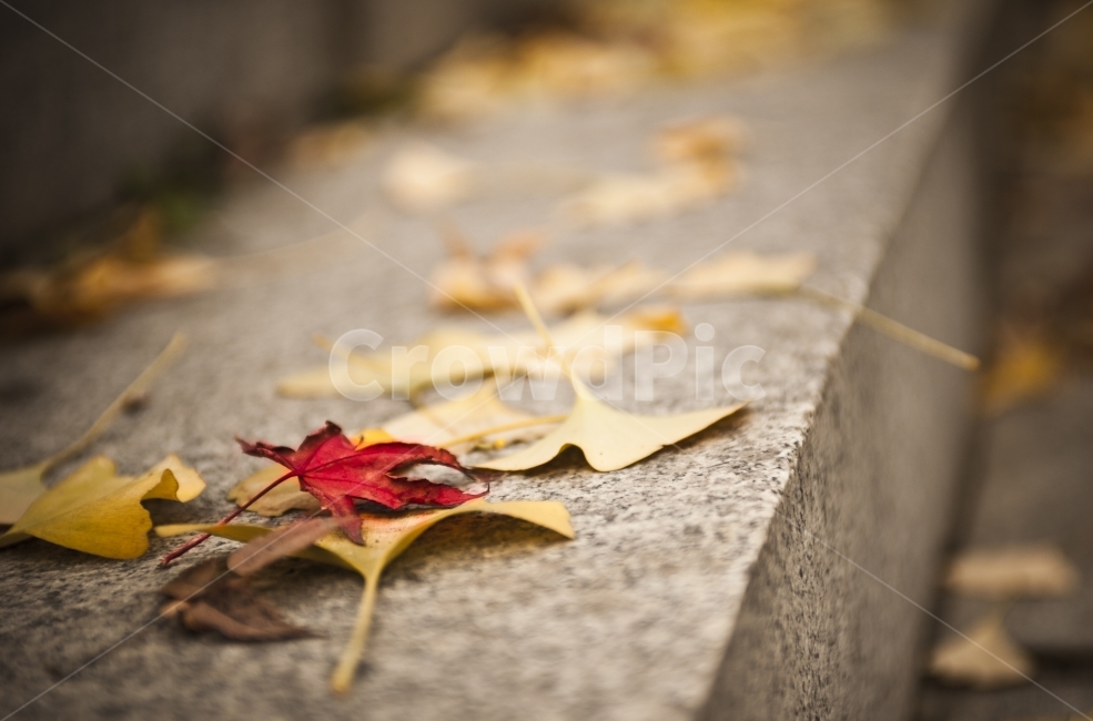 wallpaper,나뭇잎,단풍,가을,maple,fall,가을,계절,fall,autumn,season,식물,자연,plants,nature,감성,sensible,feeling,leaf,잎,plant