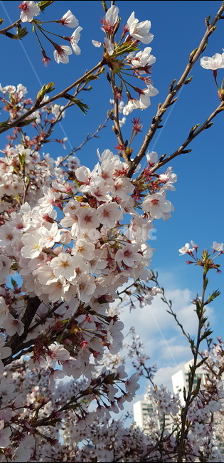 blossom,벚꽃,체리블라썸,cherryblossom,하늘,flower,꽃,봄,spring,배경화면,바탕화면