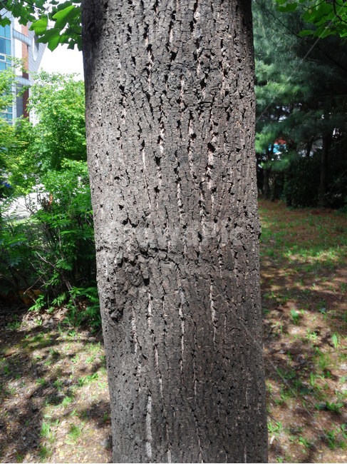 나무,식물,공원,휴식,쉼,안식,시민공원,잔디밭,wood,park,식물,자연,plants,nature,나무,trees,wood