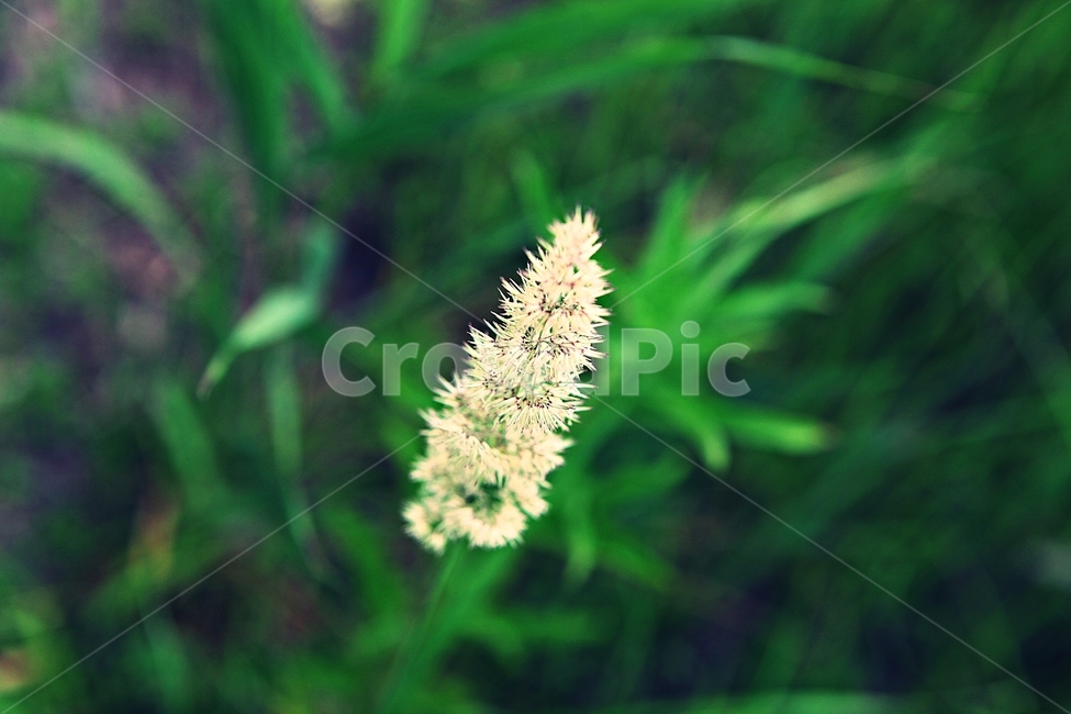갈대,갈대꽃,꽃,식물,자연,식물,자연,plants,nature