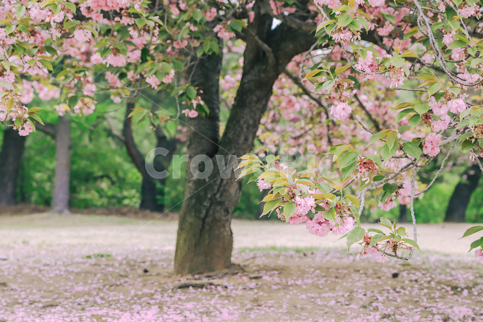 경주,불국사,겹벚꽃,경주불국사,경주겹벚꽃,봄,계절,spring,season,식물,자연,plants,nature,꽃,flower,tree,나무,plant,tree trunk,나무 줄기