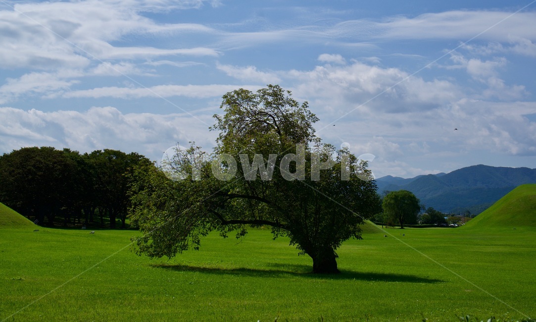 경주,들판,초원,나무,식물,plant,field,grass,풍경,자연,풍경,nature,landscape,잔디,들,outdoors,옥외